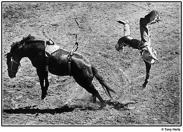 Ride 'em Bronco horse bucks with help of strap tightened around where it hurts to make it buck the rider.