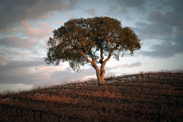 Oak Tree in Vineyard