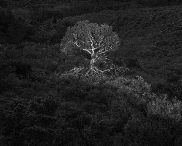 Oak Tree in Light (â€¢)