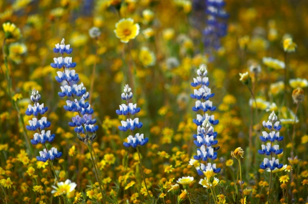 Lupine Row