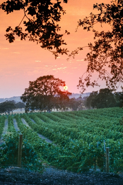 Morning Sun over Vineyard