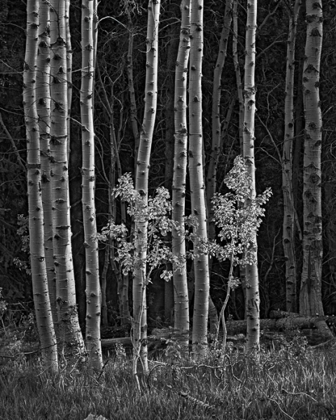 Two Aspens (â€¢)