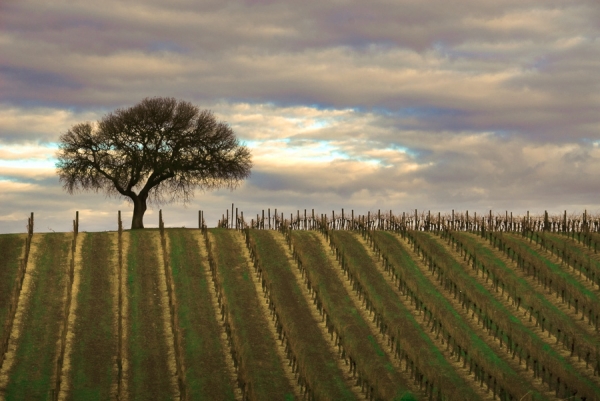 Vineyard Rows