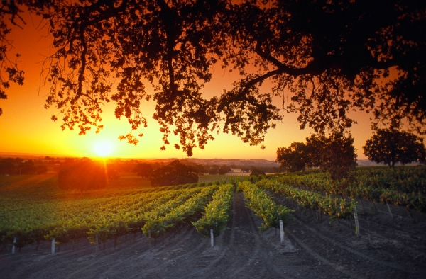 Sunrise Over Vineyards (LE)