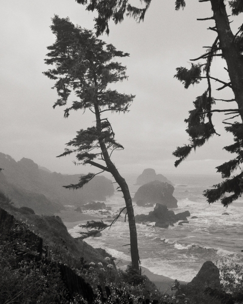 Trees on Bluff, Trinidad Coast