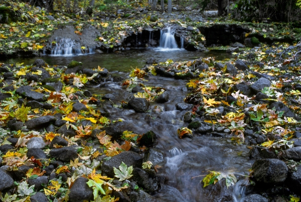 Leaves in the San Luis Creek