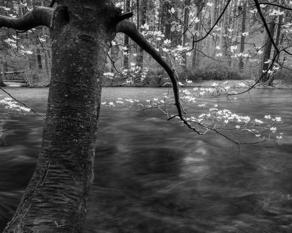 Dogwood Blossoms (â€¢)