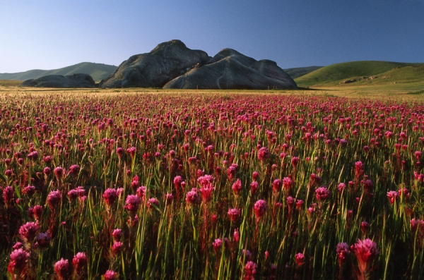 Wildflowers at Painted Rock, Carrizo Plains (LE)