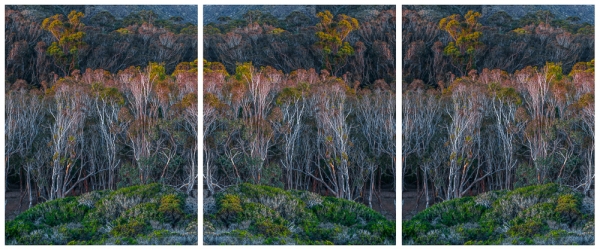 Manzanita Avenue (â€¢) Triptych