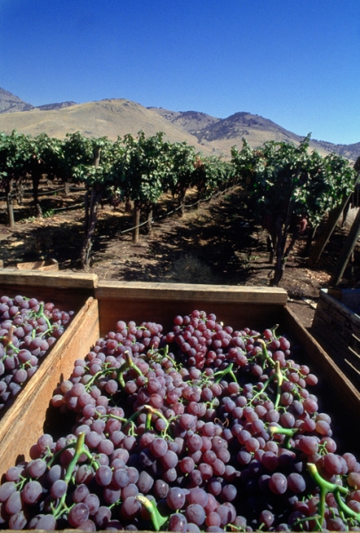 Grape Harvest