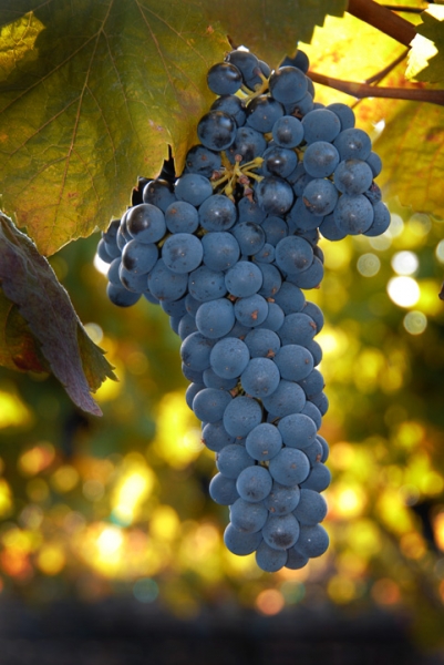 Wine Grapes