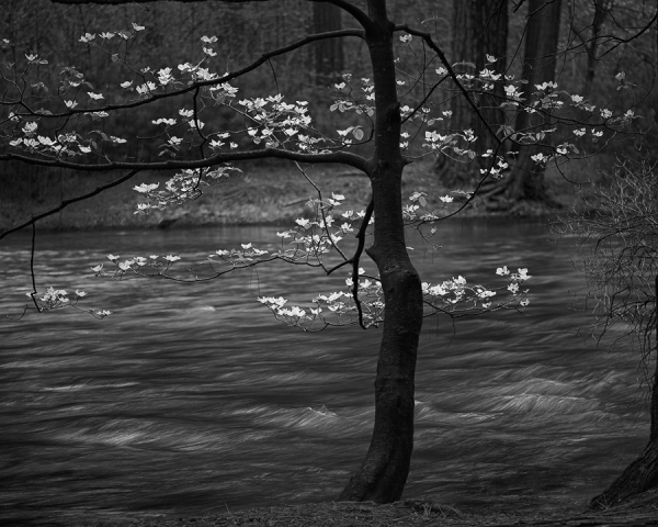 Dogwood Blossoms on Tenaya Creek (â€¢)