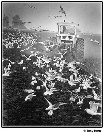 Seagulls swarm around tractor.