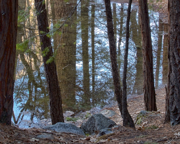 Mirror Lake Trees (â€¢)