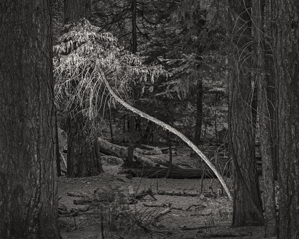 Leaning Tree, Yosemite National Park (â€¢)