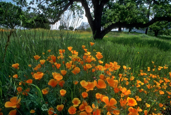 California Poppies