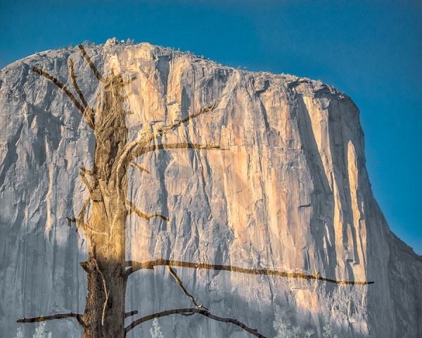 Bare Tree and El Capitan (â€¢) (in-camera double exposure)