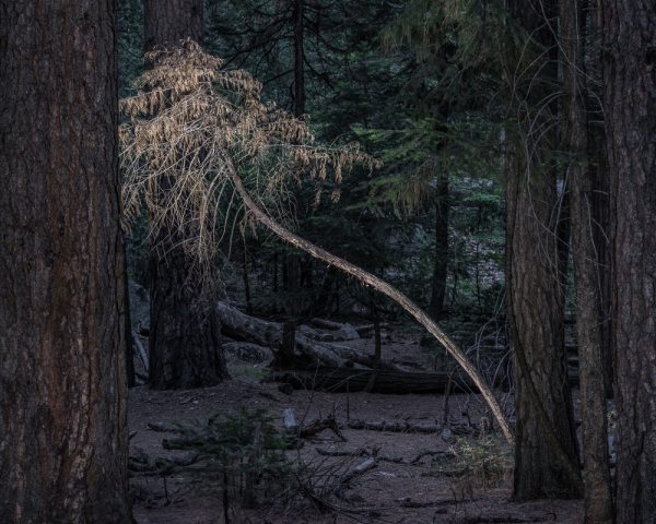 Leaning Tree: Yosemite (â€¢)