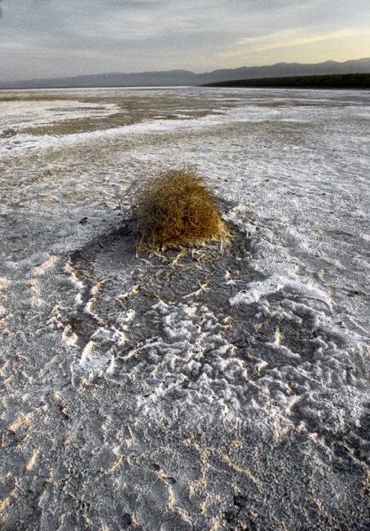 Carrizo Plains Tumbleweed