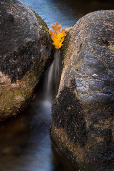 River Leaf