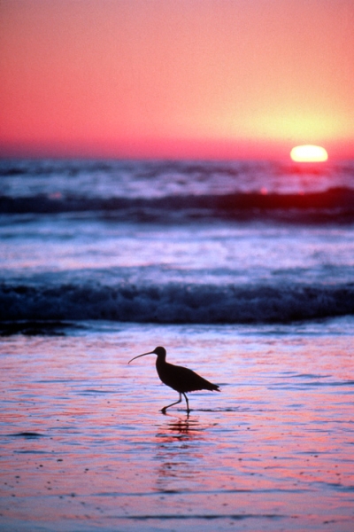 Sandpiper at Sunset