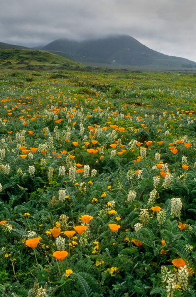 Montana de Oro Fog and Wildflowers