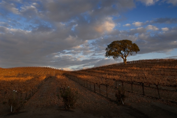 Paso Robles Vineyard 2