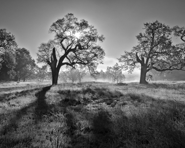 Shadows of Oaks