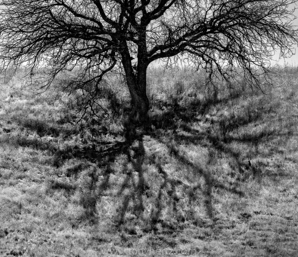 Tree Shadow, Highway 58 (â€¢)