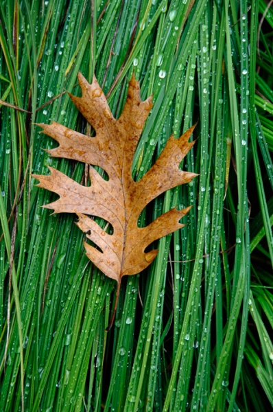 Leaf in the Grass