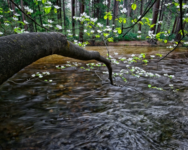 Dogwood Blossoms on Tenaya Creek (â€¢)