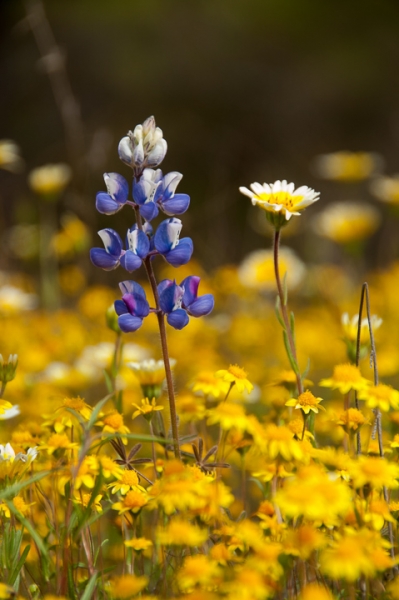 Two Flowers