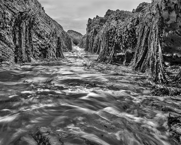 Seaweed Canyon