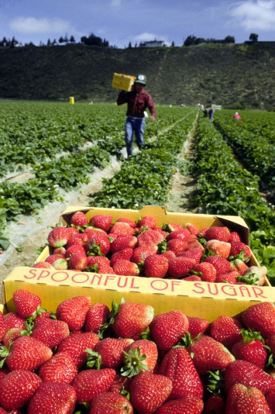 Strawberry Harvest