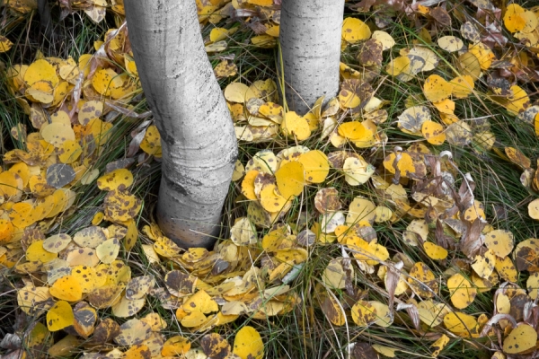 Aspen Trunks