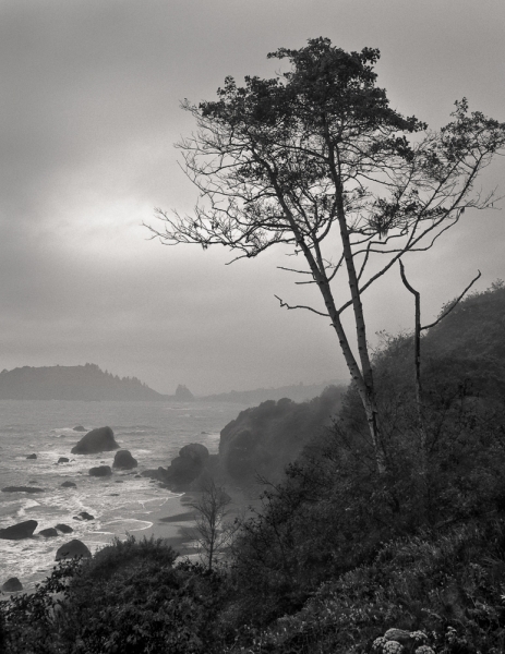 Misty Morning on the Trinidad Coast