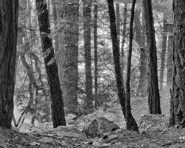 Mirror Lake Trees (â€¢) A reflection of trees photographed through trees in Yosemite National Park.