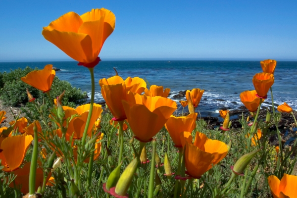 Coastal Poppies