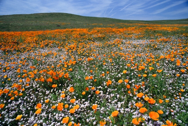 California Wildflowers