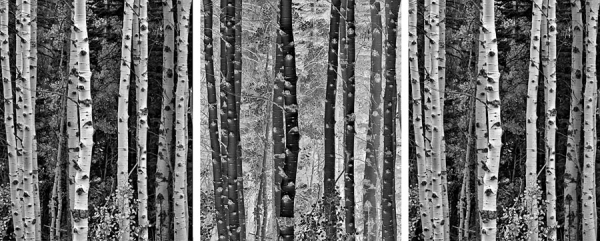 Trees in Exchange (â€¢) A triptych containing one black and white photograph of Aspen trees in autumn. The left and right images are identical while the middle image is identical but inverted.