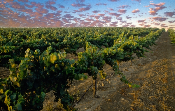 Edna Valley Vineyard Sunset