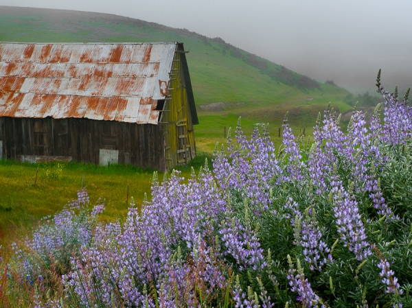 Springtime Fog and Barn (â€¢)