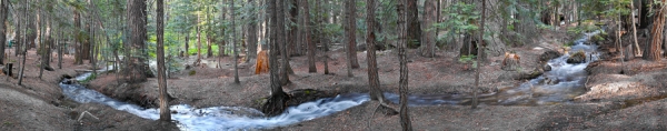 Forest Panorama