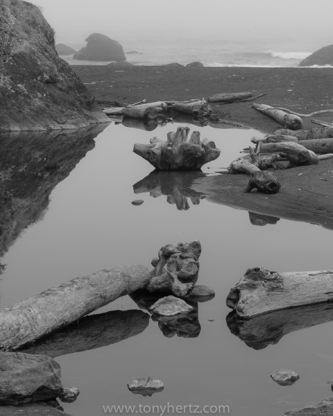 Driftwood, Crescent City, CA (â€¢)