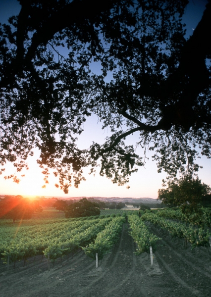 Vineyard Sunrise 2