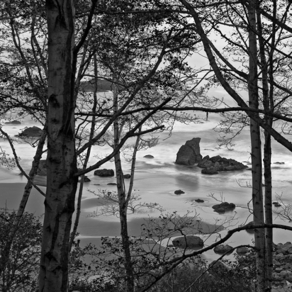 Trees by the Sea