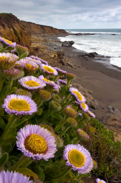 San Simeon Wildflowers (LE)