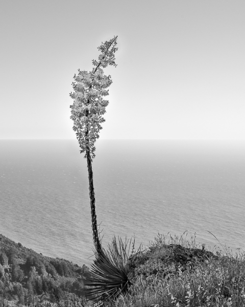 Big Sur Yucca Blossom (â€¢)