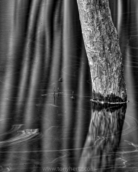 Still Water, Merced River, Yosemite (â€¢)