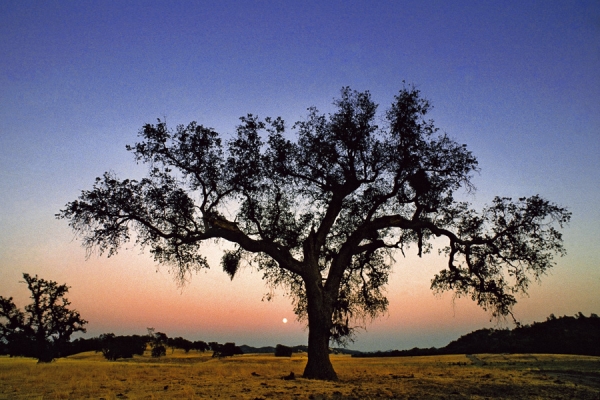 Old Oak